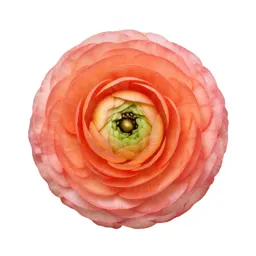 Ranunculus