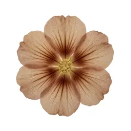 Rata bloom