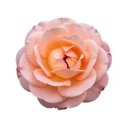 Single garden rose