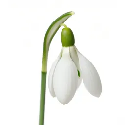 Snowdrop