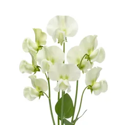 Sweet pea cluster