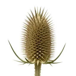 Thistle head
