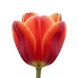 Tulip