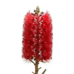 Waratah
