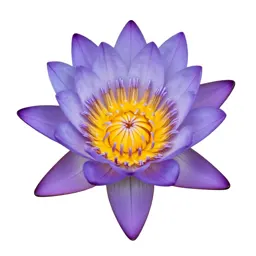 Water lily