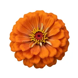 Zinnia