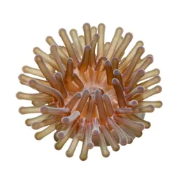 Anemone