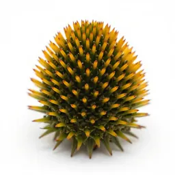 Echinacea cone