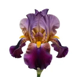 Iris