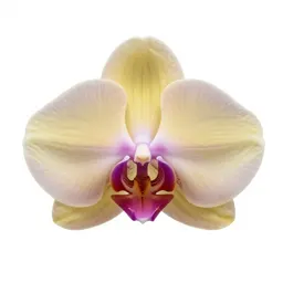 Orchid spray