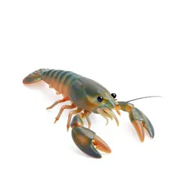 Brine shrimp