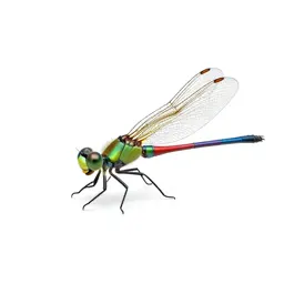 Damselfly