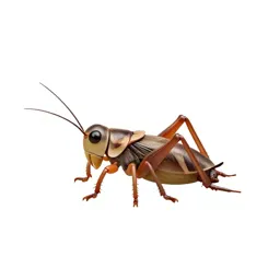 Field cricket