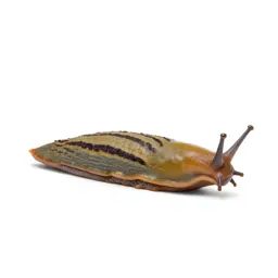 Garden slug