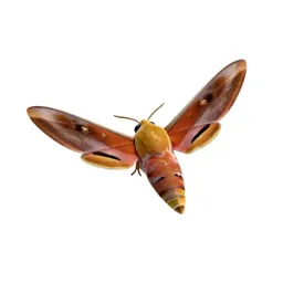 Hawk moth in flight