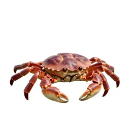 Horseshoe crab