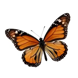 Monarch butterfly with open wings