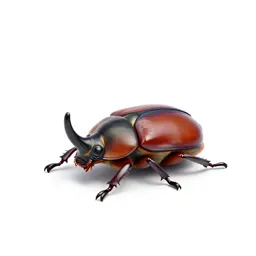 Rhinoceros beetle