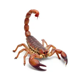 Scorpion with its tail raised