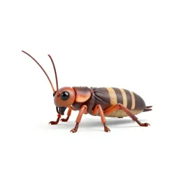 Springtail