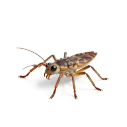 Water strider