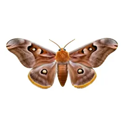 Atlas moth