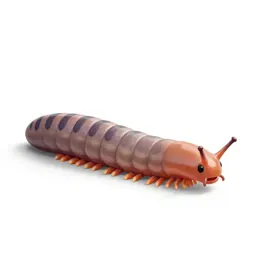 Earthworm in soil