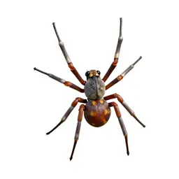 Orb weaver on its web