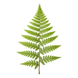 Fern fossil in shale