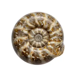 Fossilised ammonite