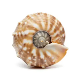 Nautilus shell