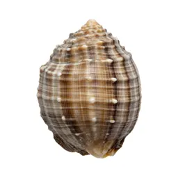 Paua shell