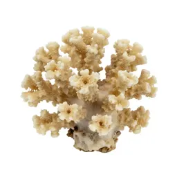 Piece of coral