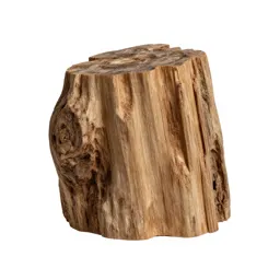 Piece of petrified wood