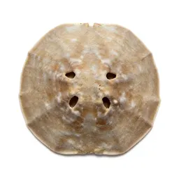 Sand dollar