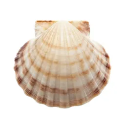 Scallop shell