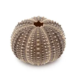 Sea urchin shell