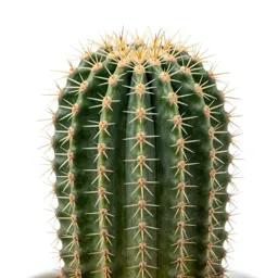 Barrel cactus