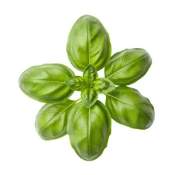 Basil plant
