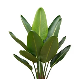 Bird of paradise plant
