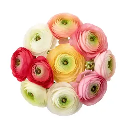 Bunch of ranunculus
