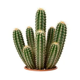 Cactus cluster in terracotta