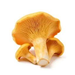 Chanterelle mushroom