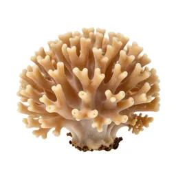 Coral fungus