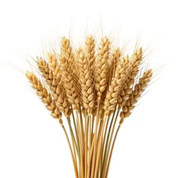 Dried wheat bundle
