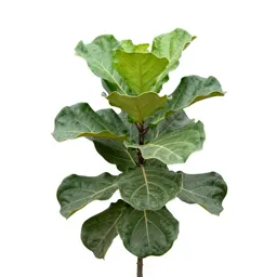 Fiddle leaf fig