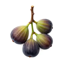 Fig branch with fruit