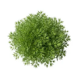 Flax bush