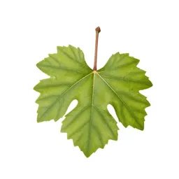 Grape vine cutting
