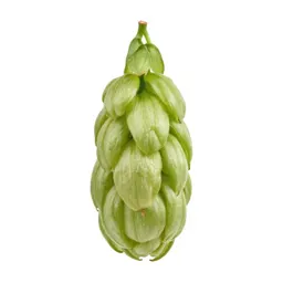 Hop flower cone